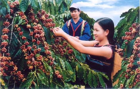 Người dân Buôn Ma Thuột thu hoạch cà phê.